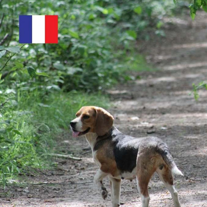 Sans Céréales spécial original 12kg